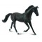 COLLECTA (XL) Thoroughbred mare black